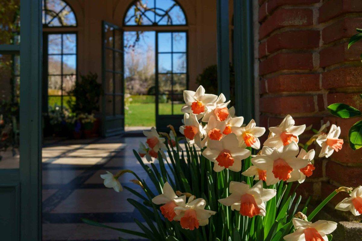 Vibrant daffodils bask in sunlight inside a tranquil garden room oasis.