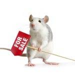 Mice & Attics: Rodent Real Estate
