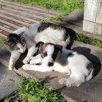Trusted Veterinarians in Macon & Gray