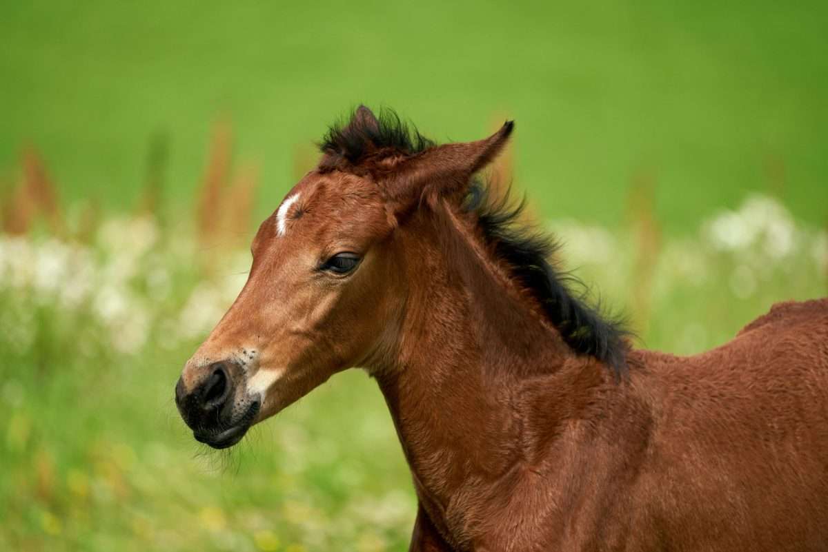 - Joanna "JoJo" Jones