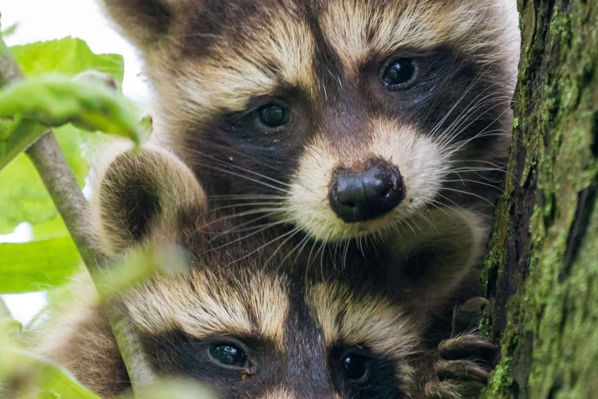 - Joanna "JoJo" Jones