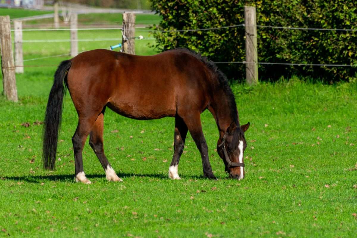 - Joanna "JoJo" Jones