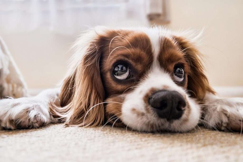 - Joanna "JoJo" Jones