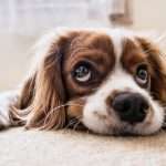 Georgia Pets and Farm Animals Guide