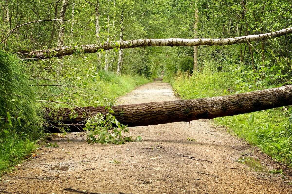 - Joanna "JoJo" Jones