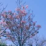 Macon Cherry Blossom Festival: Where Pink Meets Possibility