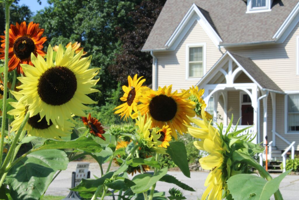 Sunflowers blooming in front of a beautiful home during the summer real estate season in Middle Georgia