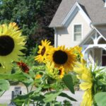 Summer and Macon Real Estate